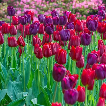 Red and purple tulip collection