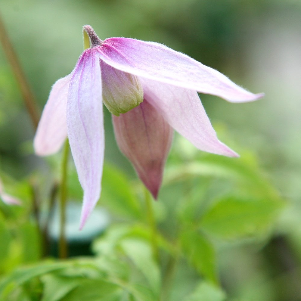 <i>Clematis</i> 'Willy'