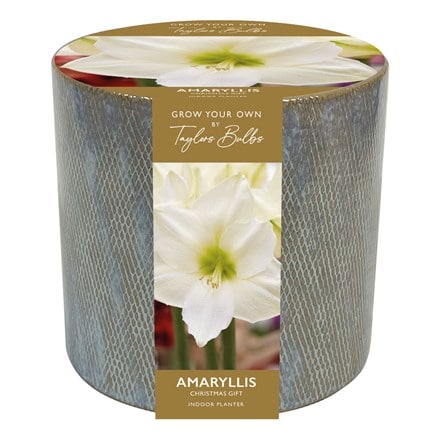 amaryllis and ceramic planter gift set