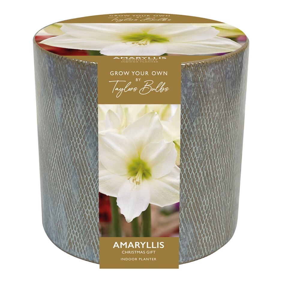 amaryllis and ceramic planter gift set