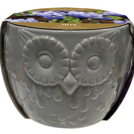 Iris in an owl planter gift set