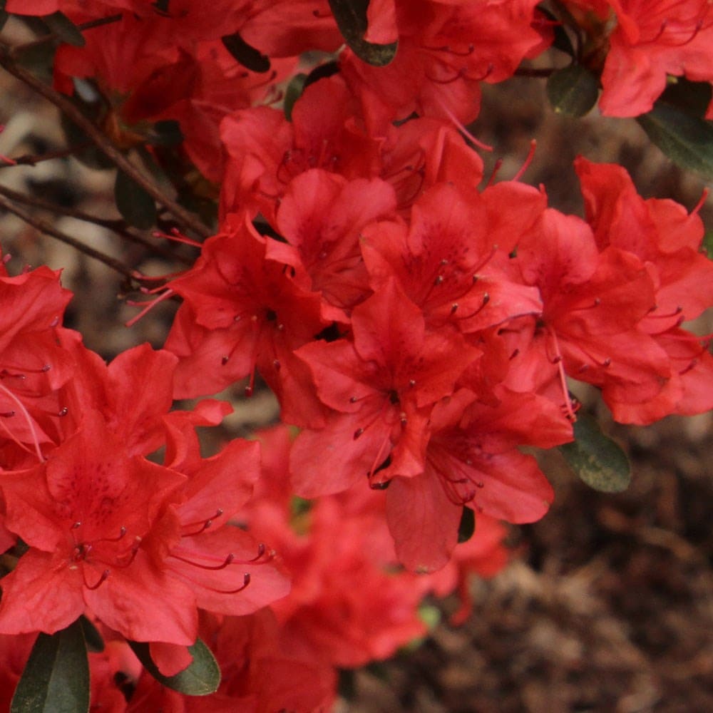<i>Rhododendron</i> (Aronense Group) 'Kazuko'