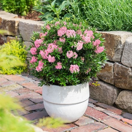 Rhododendron Bloombux Magenta ('MIcrohirs9') (PBR) (Inkarho)