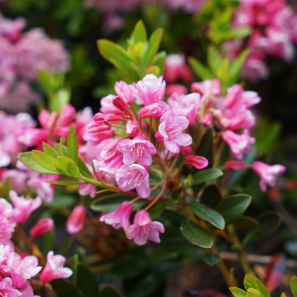 <i>Rhododendron</i> <b class=small-caps>Bloombux Magenta</b> ('Microhirs9') (PBR) (Inkarho)