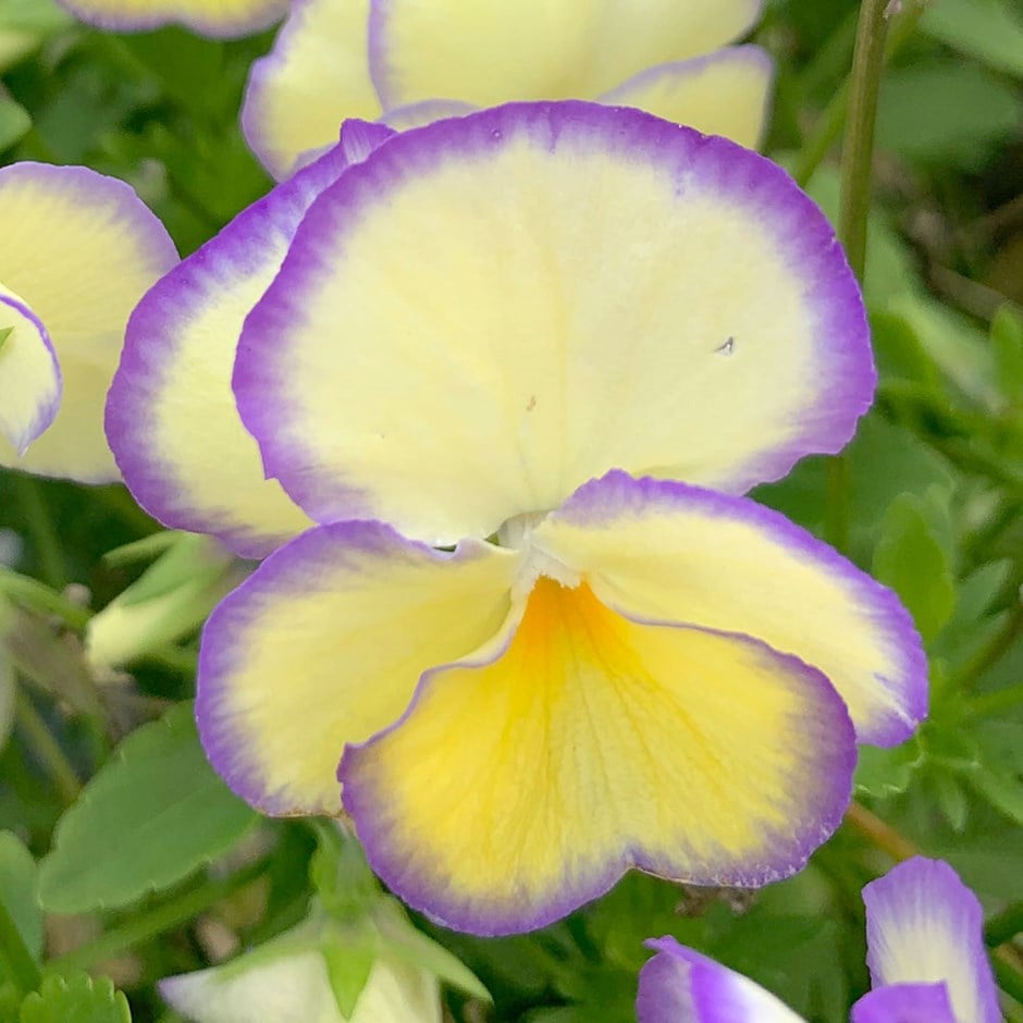 <i>Viola</i> 'Etain'