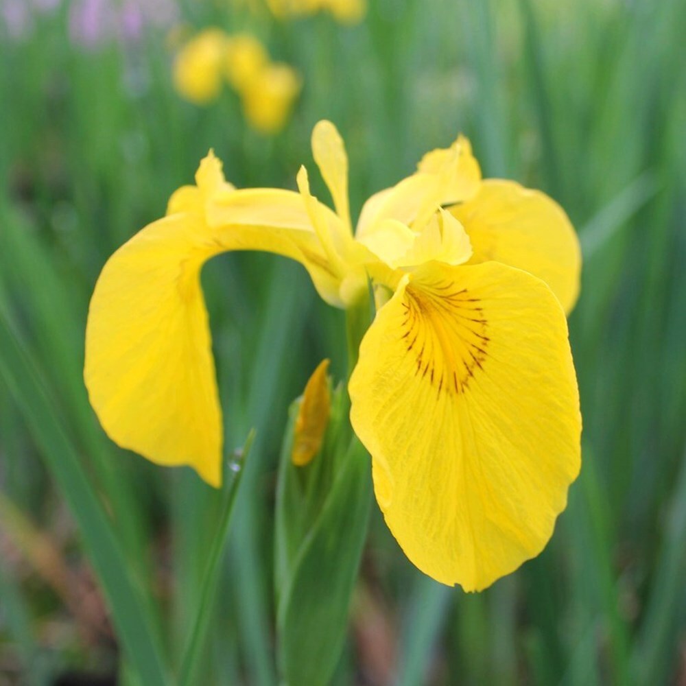 <i>Iris pseudacorus</i> 
