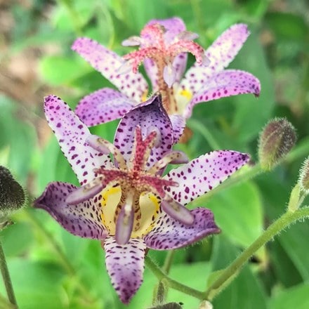 Tricyrtis hirta Akachan