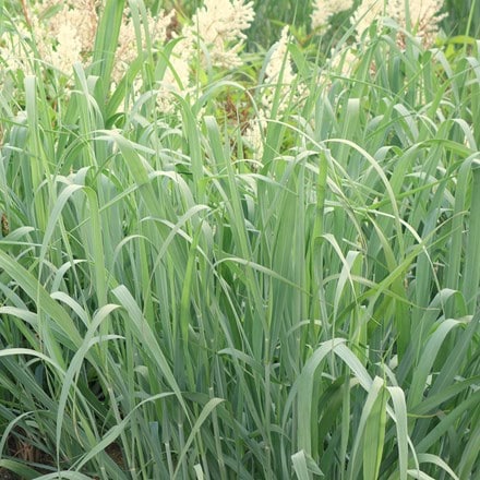 Panicum virgatum Prairie Sky