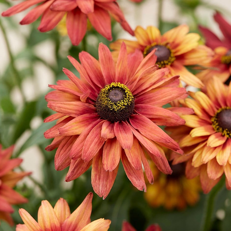coneflower coneflower