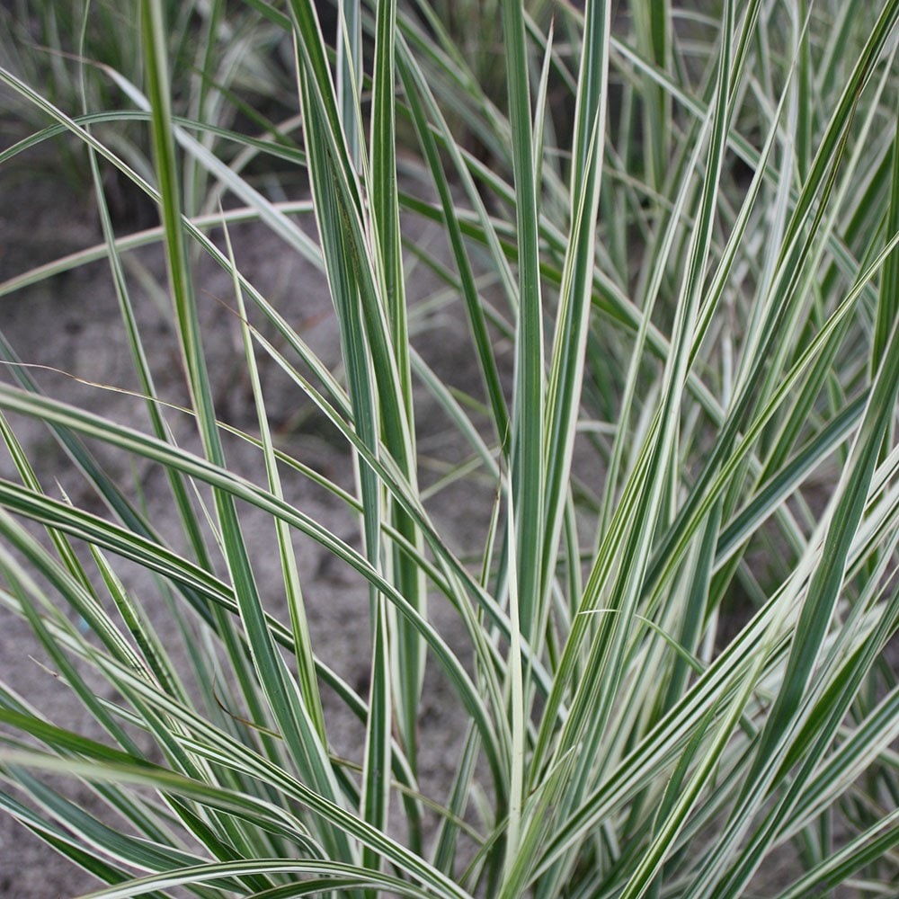 <i>Calamagrostis</i> × <i>acutiflora</i> 'Overdam'