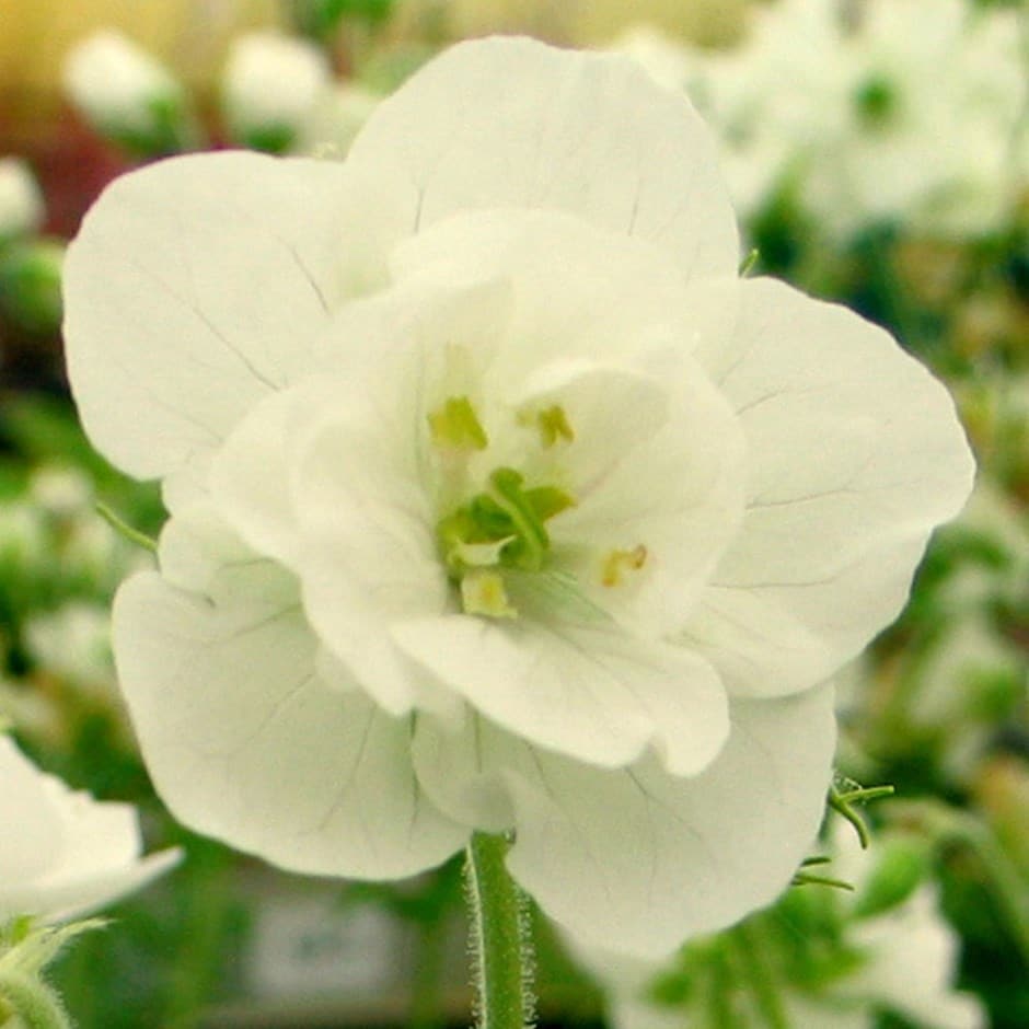 <i>Geranium pratense</i> var. <i>pratense</i> f. <i>albiflorum</i> 'Laura' (PBR)