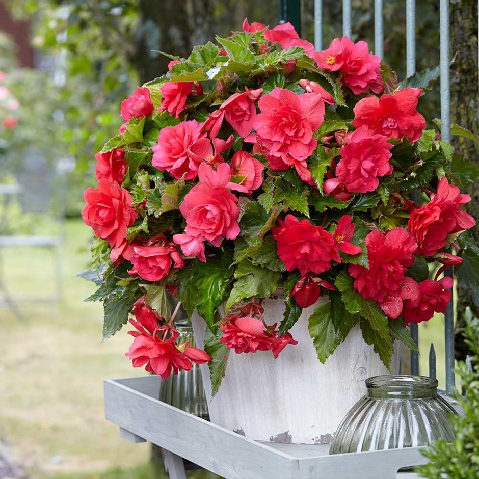 <i>Begonia</i> (Pendula Group) 'Pink Giant'