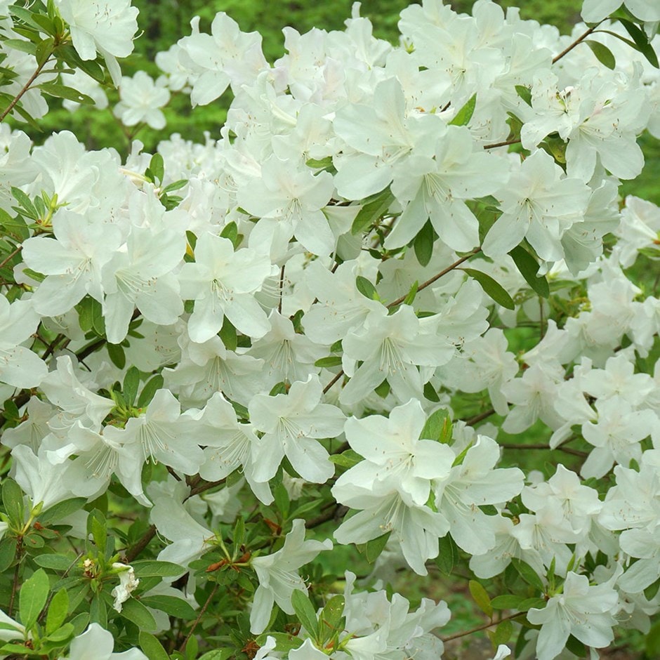 <i>Rhododendron</i> (Aronense Group) 'Hisako'
