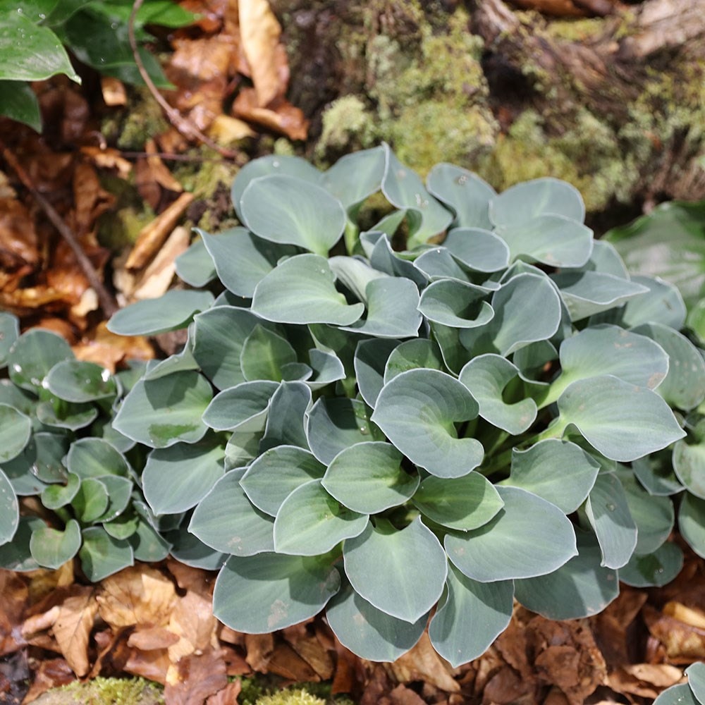 Buy Plantain Lily Hosta Blue Mouse Ears 17 99 Delivery By Crocus