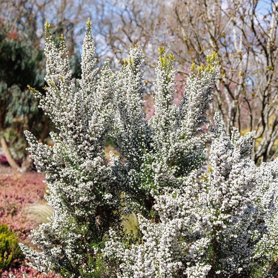 <i>Erica</i> × <i>veitchii</i> 'Gold Tips'