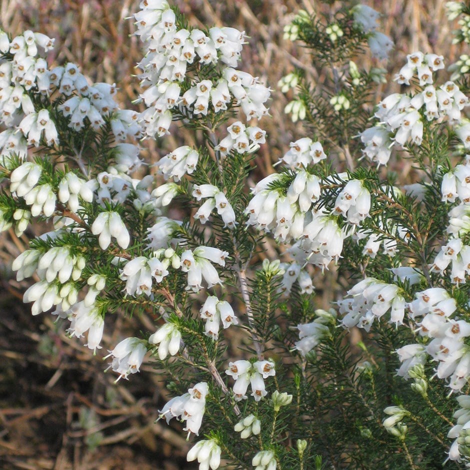 Spanish heath 'Polar Express' Spanish heath 'Polar Express'