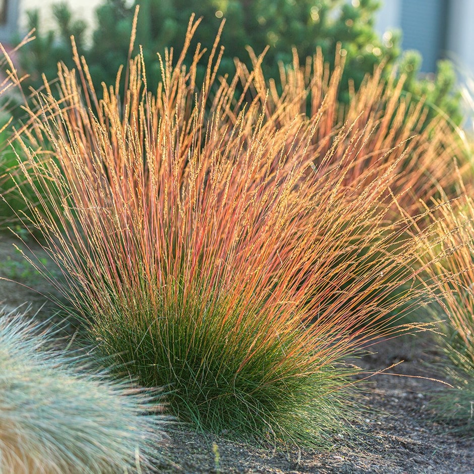 <i>Festuca glauca</i> <b class=small-caps>Sunrise</b> ('Miedzianobrody') (PBR)