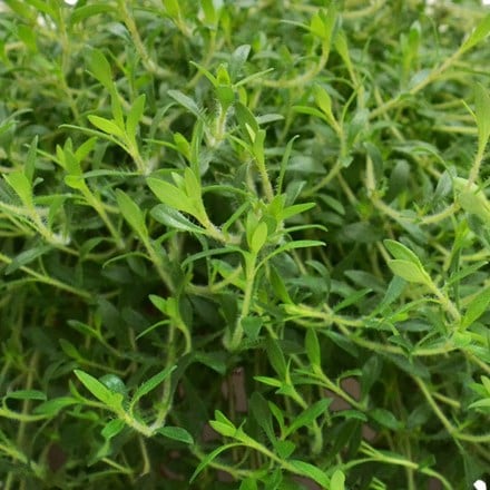 Thymus citriodorus GrowFlow Lemonade