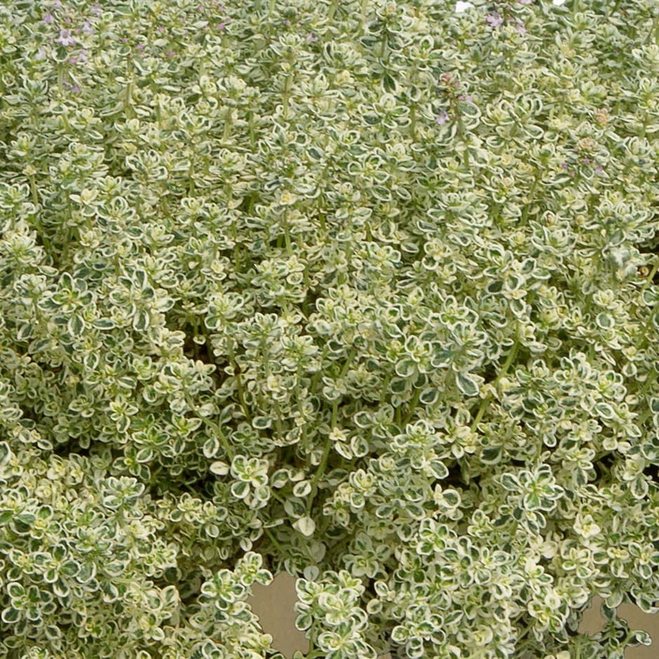 thyme - 'Sparkling Bright'