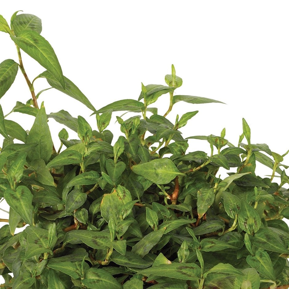 Vietnamese coriander Vietnamese coriander