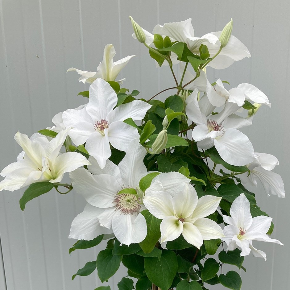 <i>Clematis</i> <b class=small-caps>Guernsey Flute</b> ('EviGsy153') (PBR)