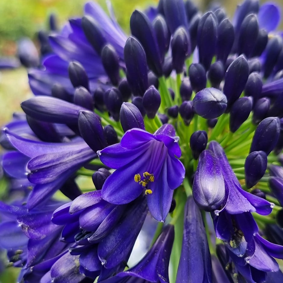 <i>Agapanthus</i> <b class=small-caps> Midnight Sky </b> ('DWAgHyb-01') (PBR) (Everpanthus Series)