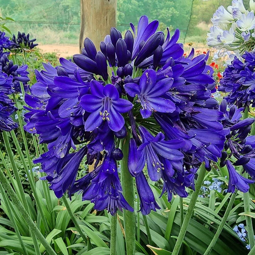 <i>Agapanthus</i> <b class=small-caps> Midnight Sky </b> ('DWAgHyb-01') (PBR) (Everpanthus Series)