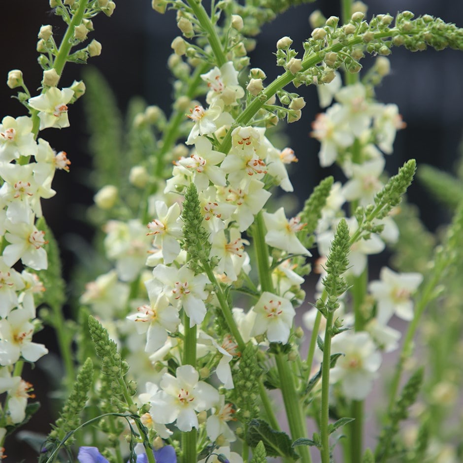 <i>Verbascum</i> 'Chantilly'