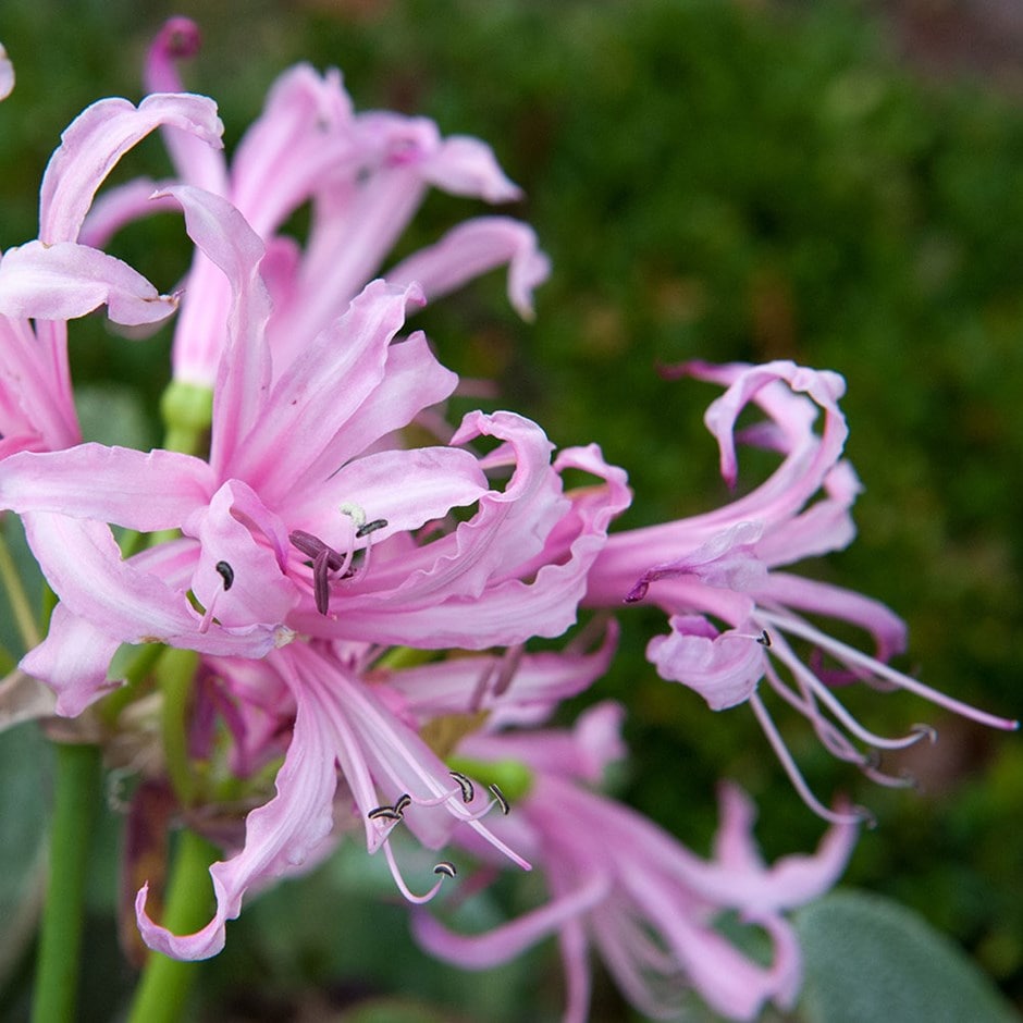 <i>Nerine bowdenii</i> 'Ostara'