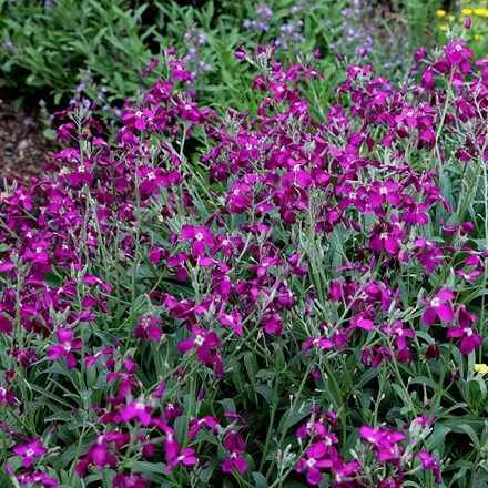 Matthiola incana Purple-flowered