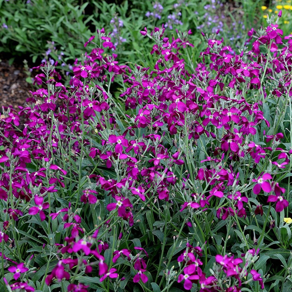 <i>Matthiola incana</i> 'Purple-flowered'