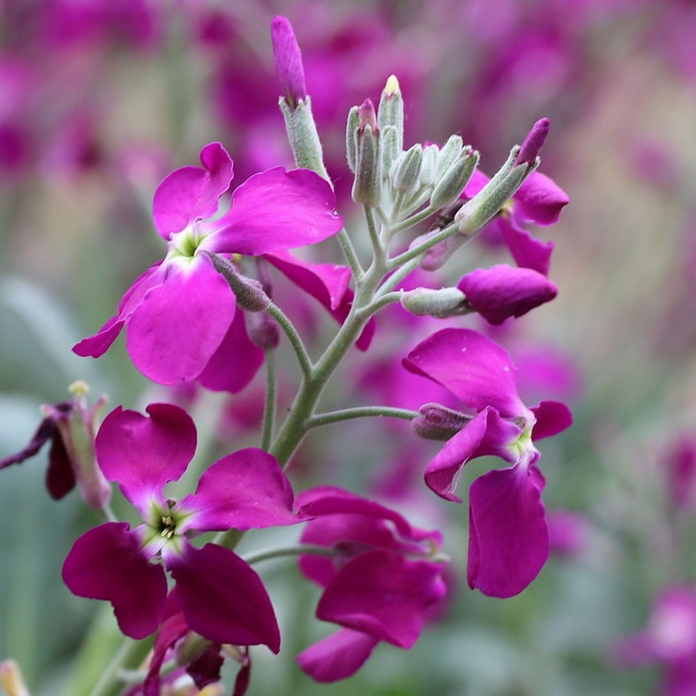 <i>Matthiola incana</i> 'Purple-flowered'