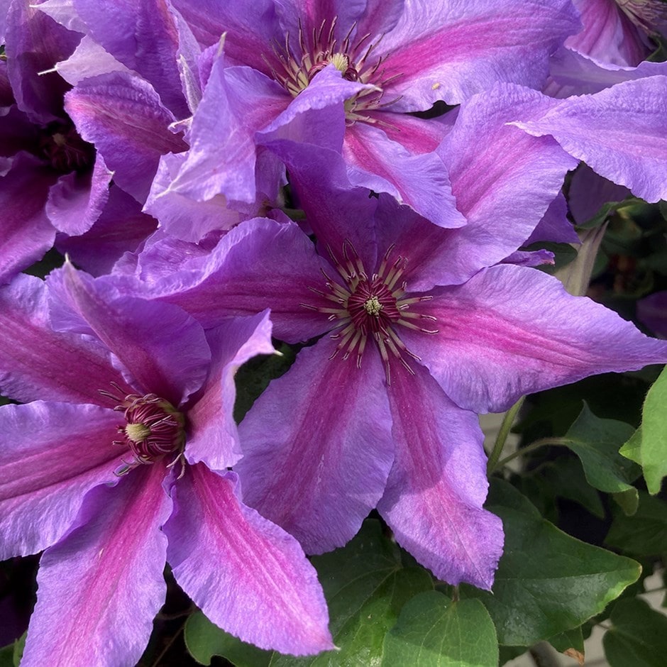 early large flowered clematis (group 2) early large flowered clematis (group 2)