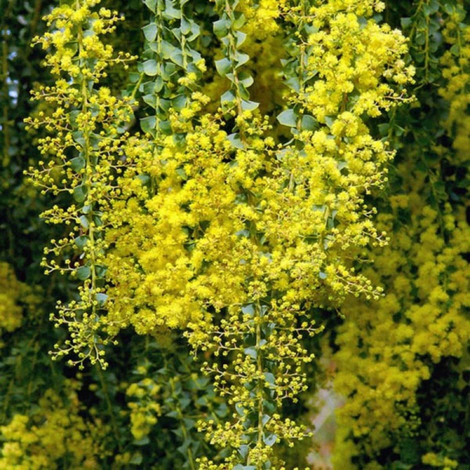 <i>Acacia parvissima</i> 'Lemon Twist'