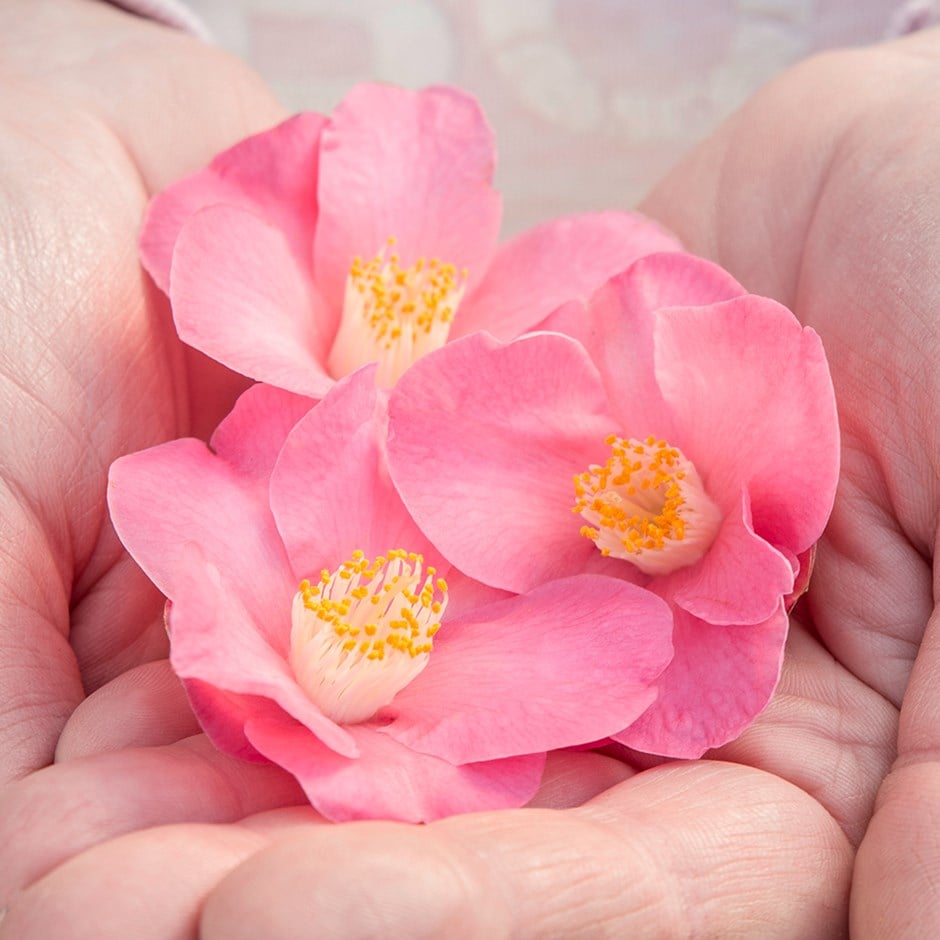 <i>Camellia</i> 'Winter Perfume Pink' (PBR)