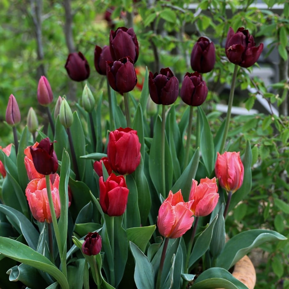 Summer Pudding tulip collection