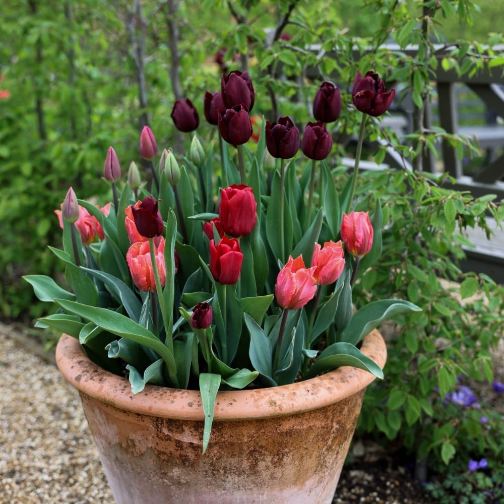 Summer Pudding tulip collection