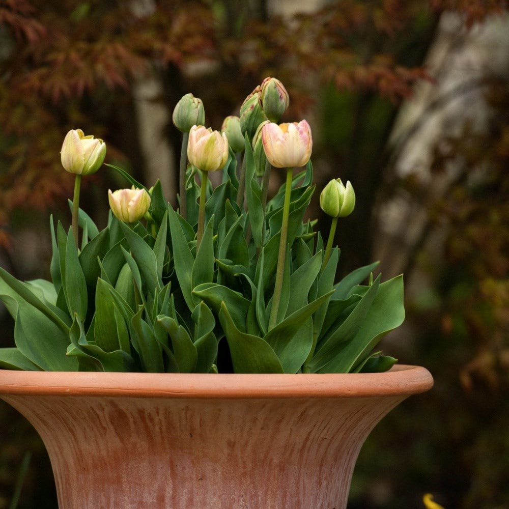 The double buds of spring tulip collection