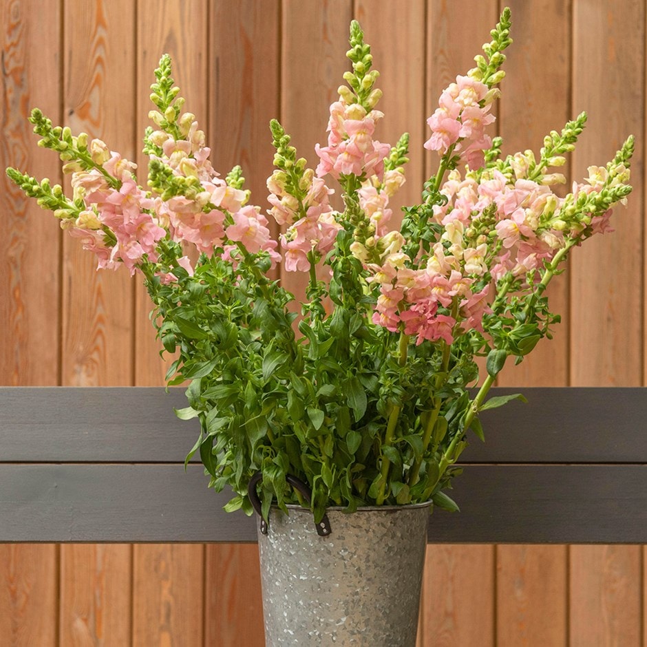 <i>Antirrhinum majus</i> 'Appleblossom'