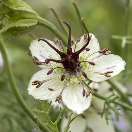 Nigella papillosa African Bride