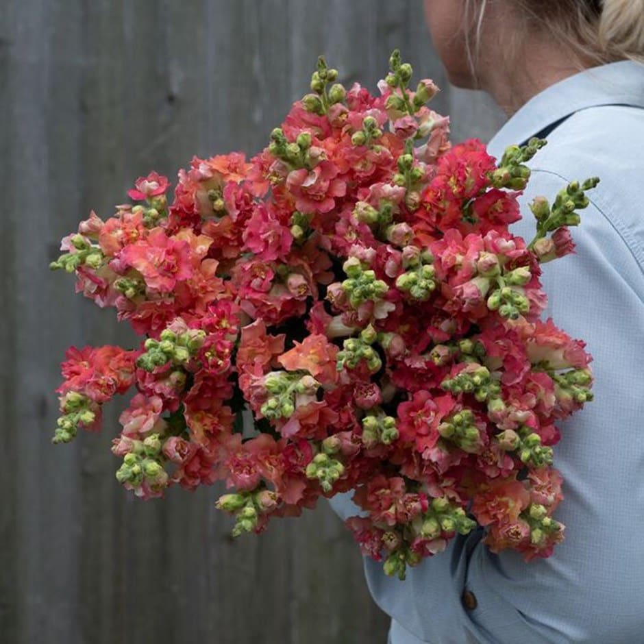 snapdragon snapdragon