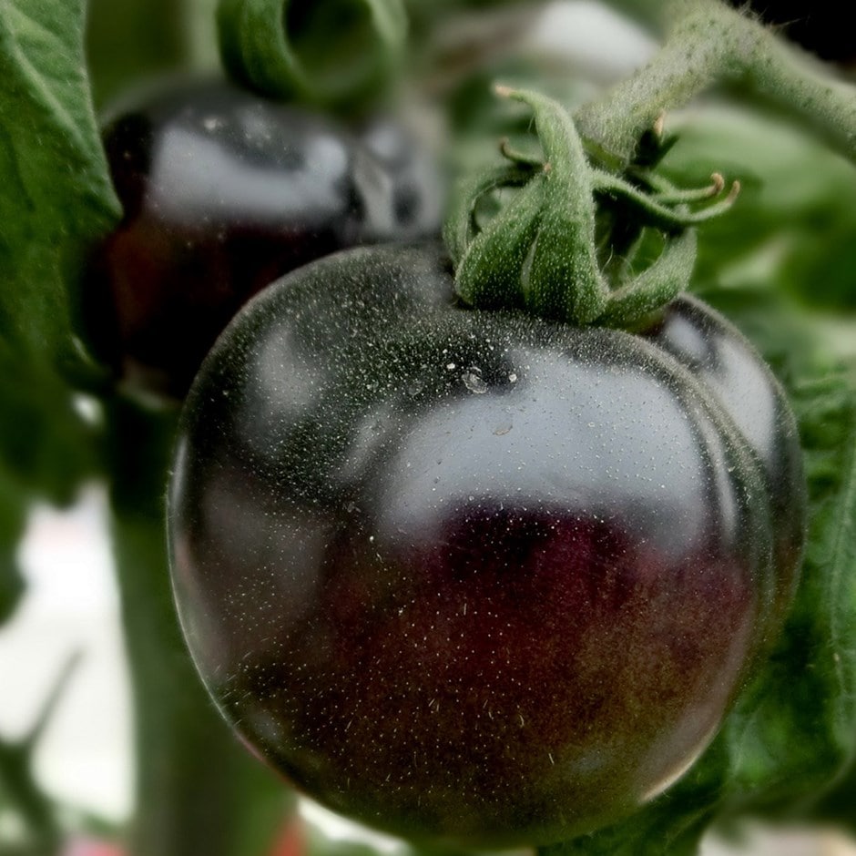 tomato 'Black Crimea'