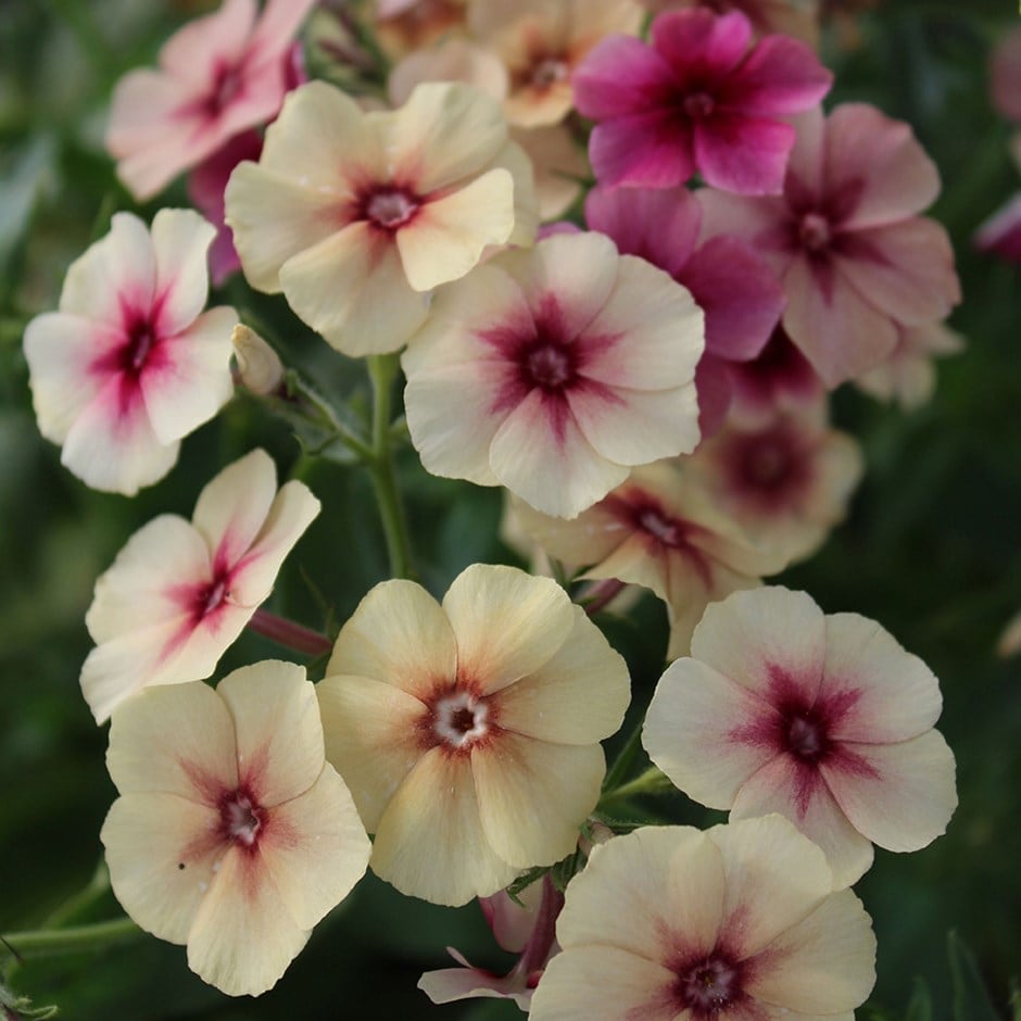 <i>Phlox drummondii</i> 'Cherry Caramel'