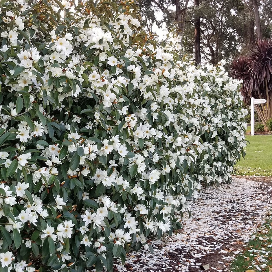 <i>Magnolia</i> <b class=small-caps>Fairy Magnolia White</b> - Magnolia hedging