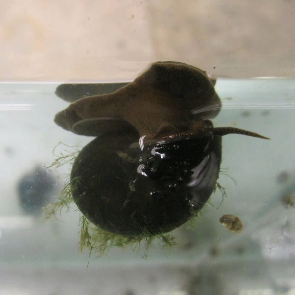 <i>Trapdoor snails</i> 