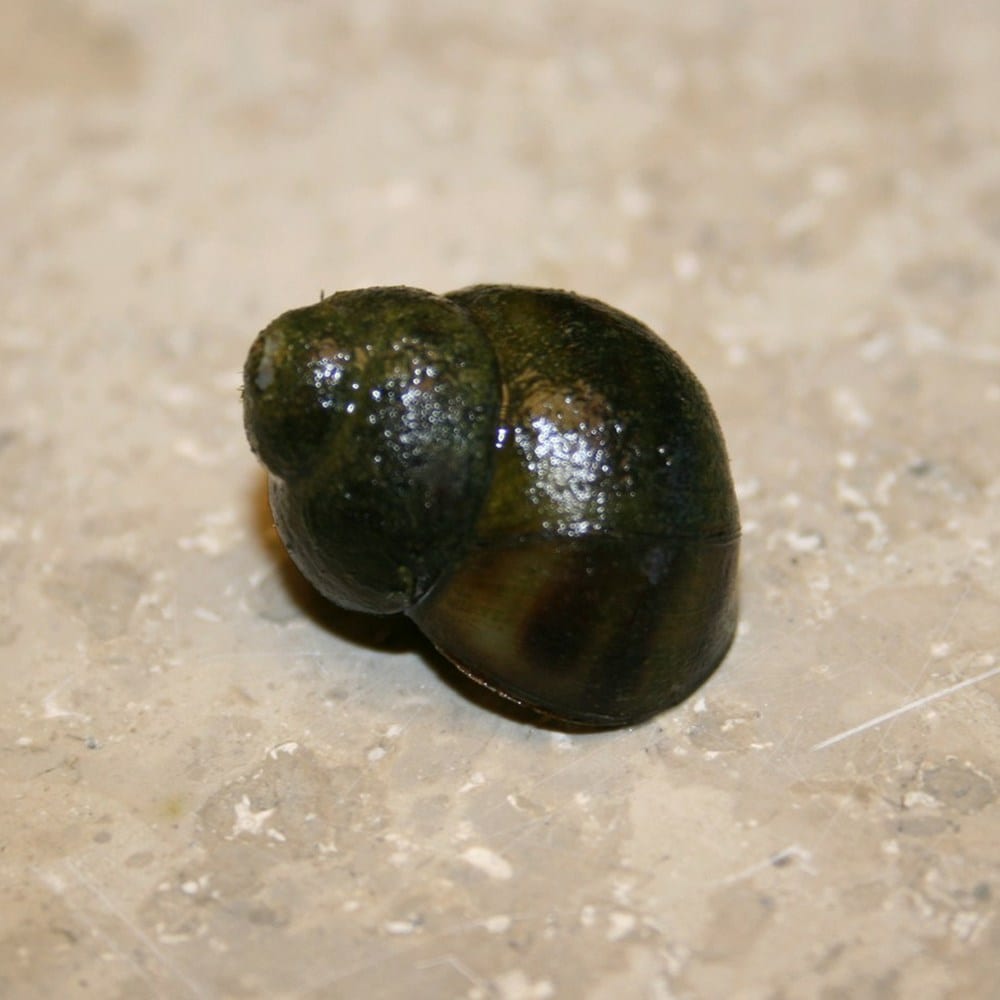 <i>Trapdoor snails</i> 