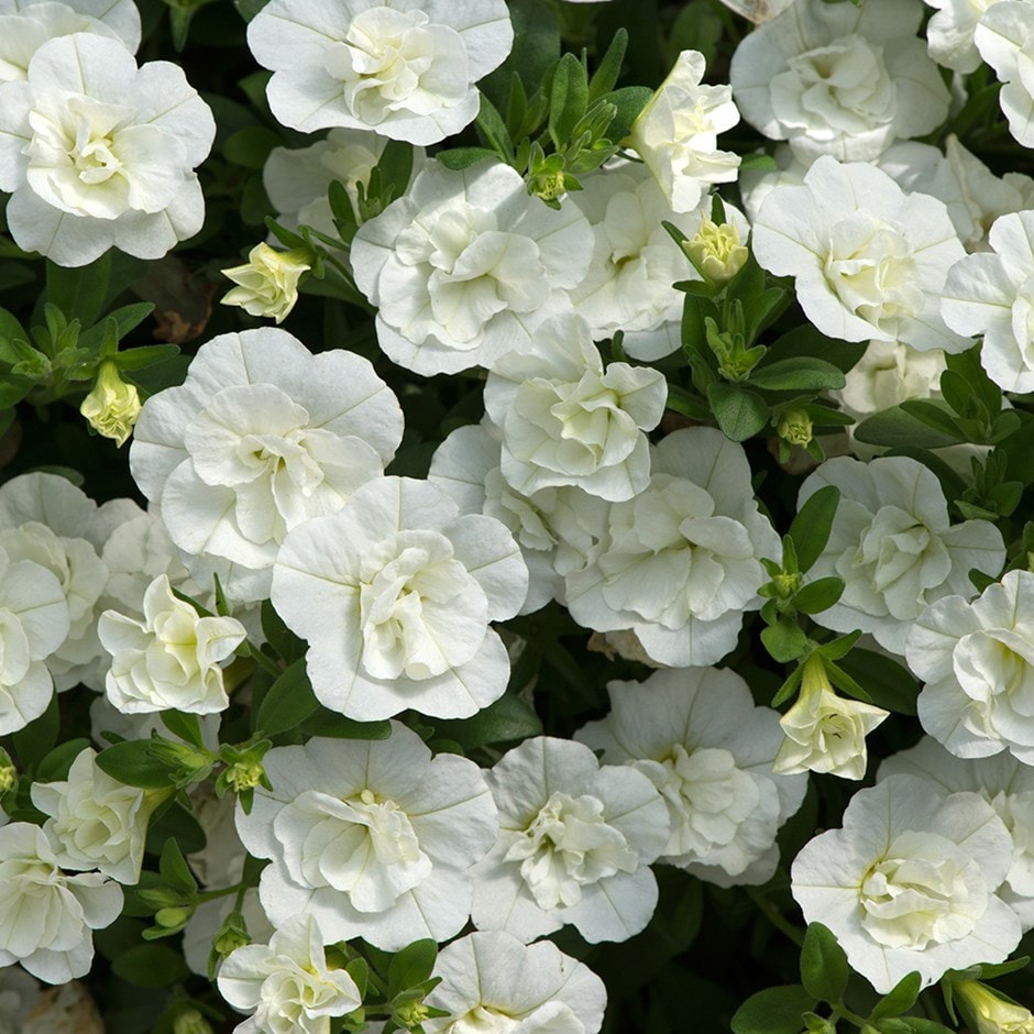 <i>Calibrachoa</i> <b class=small-caps>Can-can Double White Improved </b> (Can-can Series)
