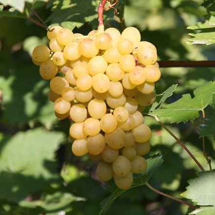 grape Chasselas Blanc