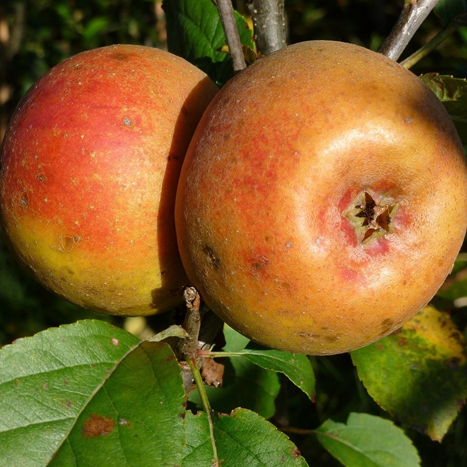 apple 'Orlean's Reinette'