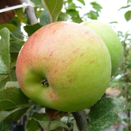 apple Broadholme Beauty